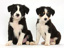 RF- Border Collie puppies, age 6 weeks. (This image may be licensed either as rights managed or royalty free.)
