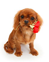 Ruby Cavalier King Charles Spaniel pup, Flame, age 12 weeks hing a red rose.