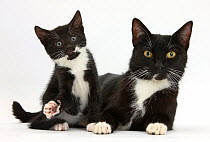 Black and white tuxedo mother cat and kitten, age 7 weeks.