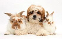 Maltese x Shih tzu 'Mal Shi' pup, Leo, age 13 weeks, with sandy and white rabbits.