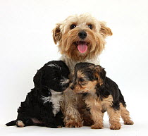 Yorkshire Terrier mother, Evie, with her two Yorkishire terrier x Poodle 'Yorkipoo' pups, age 7 weeks.