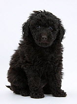Black toy Labrador x Poodle 'Labradoodle' puppy.