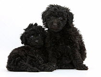Black toy Labrador x Poodle 'Labradoodle' puppies.