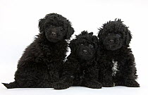 Three black toy Labrador x Poodle 'Labradoodle' puppies.
