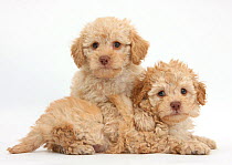Two toy Labrador x Poodle 'Labradoodle' puppies.