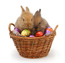 Two baby Lionhead cross rabbits in a wicker basket with easter eggs.