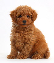 Cute red toy Poodle puppy sitting.