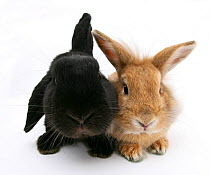 Black lop rabbit with 'Windmill ears' and sandy Lionhead cross rabbit.