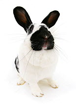 Black and white spotted rabbit.