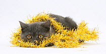 Grey kitten wrapped in yellow Christmas tinsel.