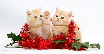 Ginger kittens wrapped in red tinsel and holly berries.