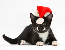 Black and white tuxedo kitten, age 11 weeks, watching the bobble at the end of the Father Christmas hat it's wearing.