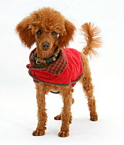 Red toy poodle, standing with red coat on.