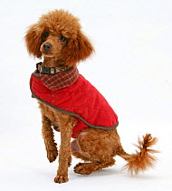 Red toy poodle, sitting with red coat on.