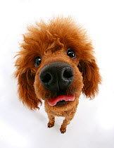 Red toy poodle looking up at camera an sticking out tongue.