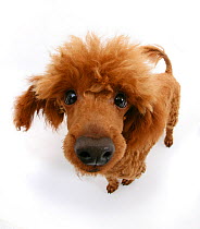Red toy poodle looking up at camera.