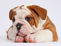 RF- Head portrait of Bulldog puppy with chin on paws. (This image may be licensed either as rights managed or royalty free.)