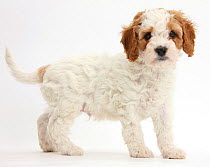 Cute red and white Cavalier King Charles Spaniel x Poodle 'Cavapoo' puppy, 6 weeks, standing.