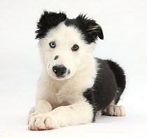 Black and white Border Collie puppy, lying with head up.