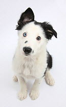 Black and white Border Collie puppy, sitting and looking up.