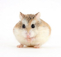 Roborovski Hamster (Phodopus roborovskii)
