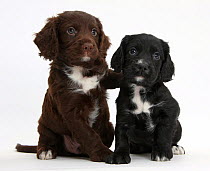 Black and chocolate Cocker Spaniel puppies.