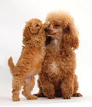 Red Toy Poodle puppy, age 8 weeks playing with mother.