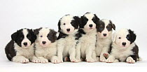 RF- Six Border Collie pups, four with black and white and two  blue and white with colouration. (This image may be licensed either as rights managed or royalty free.)