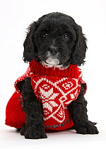 Cute black Cavapoo puppy, age 6 weeks, wearing hand knitted Christmas jumper.