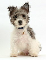 Jack Russell x Westie puppy age 12 weeks.