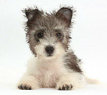 Jack Russell x Westie puppy age 12 weeks.