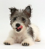 Jack Russell x Westie puppy age 12 weeks licking lips.