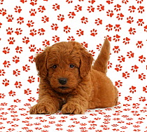 Golden Retriever x Poodle 'F1b Goldendoodle' puppy on paw print background.