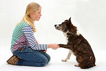 Girl shaking hands with mongrel dog. Model released