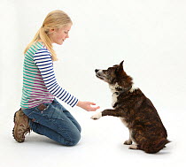 Girl offering to shake hands with mongrel dog.Model released