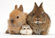 Roborovski Hamster (Phodopus roborovskii) with baby Netherland Dwarf rabbits.