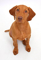 Hungarian Vizsla puppy, age 13 weeks sitting and looking up.