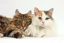 Tabby Maine Coon tom cat and Turkish Van female cat lying together.