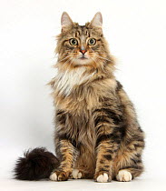 Tabby Maine Coon male cat.