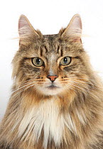 Tabby Maine Coon male cat.
