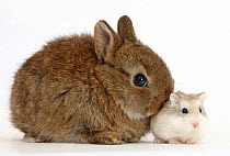 Baby Netherland Dwarf rabbit with a Roborovski Hamster (Phodopus roborovskii).
