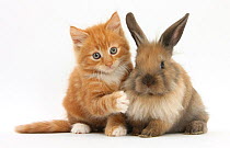 Ginger kitten age 7 weeks and young Lionhead Lop rabbit.