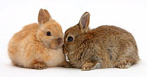Baby Netherland Dwarf bunnies.