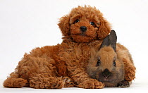 Cute red Toy Poodle puppy and rabbit.