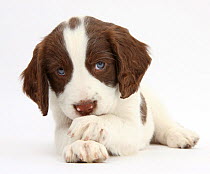 Working English Springer Spaniel puppy, 6 weeks, lying with crossed paws.