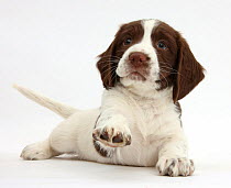 Working English Springer Spaniel puppy, 6 weeks, lying with head up and pointing a paw.