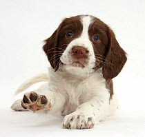 Working English Springer Spaniel puppy, 6 weeks, lying with head up and pointing a paw.