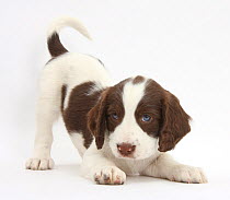 Working English Springer Spaniel puppy, 6 weeks, in play bow stance.