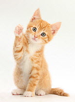 RF- Ginger kitten, Tom, 8 weeks, reaching up with a paw. (This image may be licensed either as rights managed or royalty free.)