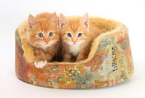 Ginger kittens, 8 weeks, in a soft cat bed.